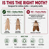 Clothes Moth Trap