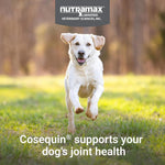 Nutramax Cosequin Dog Joint Supplement, Skin &amp; Coat, Soft Chews, 60ct